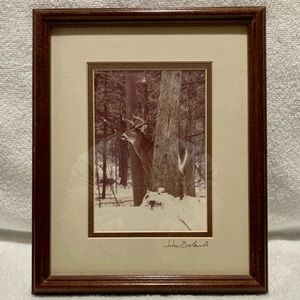 Framed Deer Scene Picture